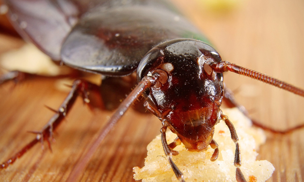 Soñar con cucaracha que significa